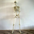 Poseable Skeleton Prop